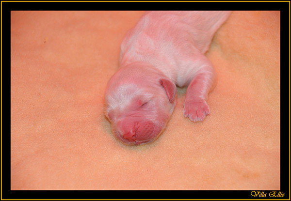 comprar golden retriever villa ellie